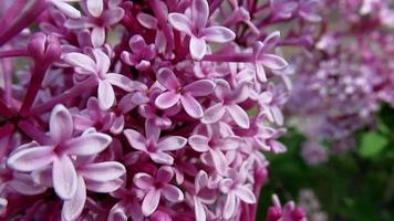 pink lilac flowers close up, spring impression video