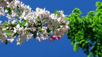 pink apple tree flowers, green leaves, blue sky video