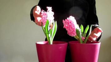 lady appreciates pink hyacinth flowers in pot video
