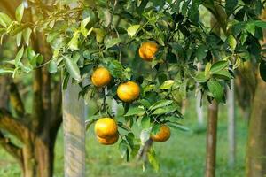 organic orange garden Plant Honey Suckle oranges, which are high in vitamin C. It has a sweet and sour taste that can be used to make a refreshing drink for the body. Soft and selective focus. photo