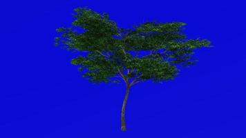 Tree animation loop - japanese maple, fullmoon maple, downy japanese maple - acer japonicum - green screen chroma key - v9 - 1c - summer spring video