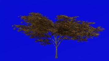 arbre animation boucle - Japonais érable, pleine lune érable, duveteux Japonais érable - Acer japonicum - vert écran chrominance clé - v9 - 3b - l'automne tomber video