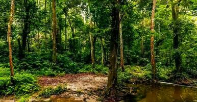 increíble naturaleza fondo de pantalla foto