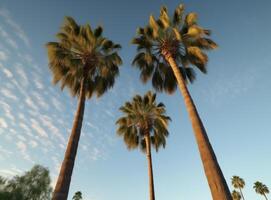 Tropical palm background. Illustration photo