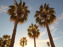 Tropical palm background. Illustration photo