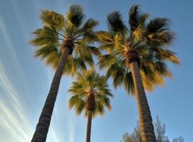 Tropical palm background. Illustration photo