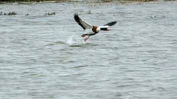 Canadian Goose running take off photo