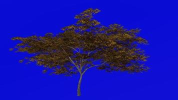 Tree animation loop - japanese maple, fullmoon maple, downy japanese maple - acer japonicum - green screen chroma key - v9 - 4b - autumn fall video