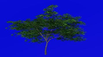 Tree animation loop - japanese maple, fullmoon maple, downy japanese maple - acer japonicum - green screen chroma key - v9 - 4b - summer spring video