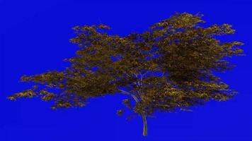 Tree animation loop - japanese maple, fullmoon maple, downy japanese maple - acer japonicum - green screen chroma key - v9 - 4c - autumn fall video