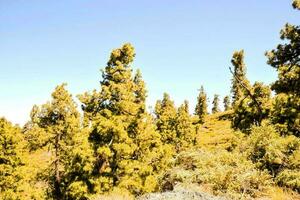 escénico bosque paisaje foto