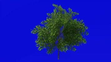 Tree animation loop - japanese maple, fullmoon maple, downy japanese maple - acer japonicum - green screen chroma key - v6 - 3b - summer spring video