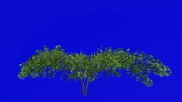 Tree animation loop - japanese maple, fullmoon maple, downy japanese maple - acer japonicum - green screen chroma key - v6 - 1a - summer spring video