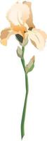 Single yellow iris flower on a stem with buds isolated on white background vector