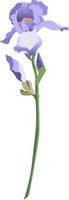 soltero azul iris flor en un vástago con brotes aislado en blanco antecedentes vector