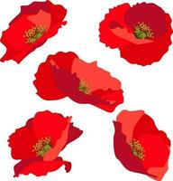 Set of flat style red poppy flower heads for design template isolated on white background vector