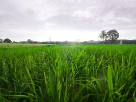 Green rice grains in paddy field with sunlight photo