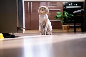 un hermosa recortado gato es sentado en el cocina. de moda Corte de pelo para un león y un orejas caídas gato. foto