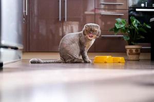 A beautiful trimmed cat sits near a bowl of food in the kitchen. Funny cat licks its lips before eating. The breed is lop-eared. photo