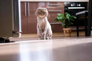 A beautiful trimmed cat is sitting in the kitchen. A funny cat with a fashionable haircut looks at the camera. The breed is lop-eared. photo