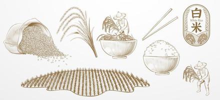 Rice farming elements designed in vintage engraving style, isolated on white background. vector