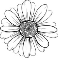 Linear daisies and leaves. Hand drawn illustration. vector