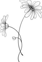 Linear daisies and leaves. Hand drawn illustration. vector