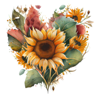 heart shaped Sunflower bouquet, Romantic heart vignette made of vintage flowers and leaves of Sunflower in gentle retro style watercolor painting, PNG transparent background, .