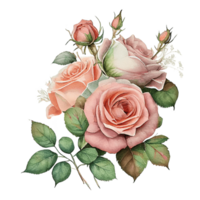 Watercolor floral bouquet composition with roses, png transparent background, .