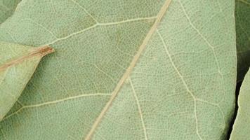 baia le foglie struttura dettaglio. asciutto erbe aromatiche video
