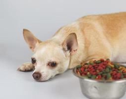 marrón chihuahua perro acostado abajo por el cuenco de perro comida y postergación él. triste o enfermo chihuahua punto obtener aburrido de alimento. mascotas salud y mascotas comportamiento. foto