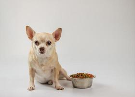 brown short hair Chihuahua dog sitting beside dog food bowl on white background, looking at camera, waiting for his meal. Pet's health or behavior concept. photo