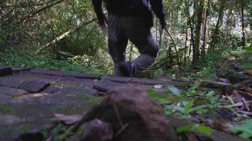 The man walking on the tropical forest for hiking mountain, to the travel destination on Semarang Central Java. The photo is suitable to use for adventure content media, nature poster and forest. video