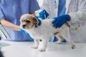 Vet examining dog and cat. Puppy and kitten at veterinarian doctor. Animal clinic. Pet check up and vaccination. Health care. photo