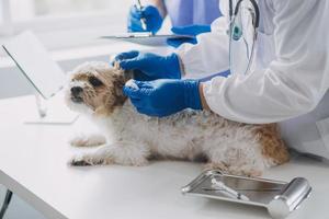 Vet examining dog and cat. Puppy and kitten at veterinarian doctor. Animal clinic. Pet check up and vaccination. Health care. photo