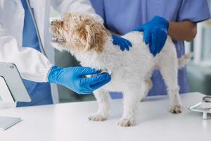 Vet examining dog and cat. Puppy and kitten at veterinarian doctor. Animal clinic. Pet check up and vaccination. Health care. photo