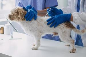 Vet examining dog and cat. Puppy and kitten at veterinarian doctor. Animal clinic. Pet check up and vaccination. Health care. photo