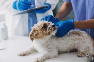 Vet examining dog and cat. Puppy and kitten at veterinarian doctor. Animal clinic. Pet check up and vaccination. Health care. photo