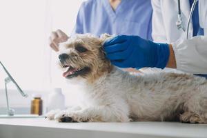 Vet examining dog and cat. Puppy and kitten at veterinarian doctor. Animal clinic. Pet check up and vaccination. Health care. photo