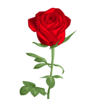 fleur rose rouge png