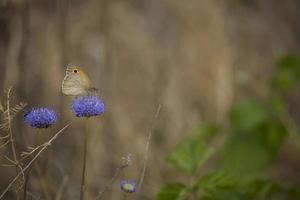 blanco mariposa en un púrpura flor en un calentar verano día en el prado foto