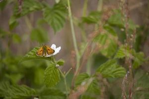 white butterfly on a flower on a warm summer day in the meadow photo