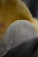 background with brown forest mushroom in closeup photo