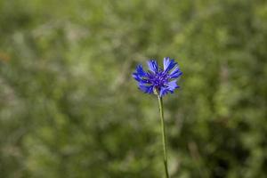 blue cornflower on a green meadow background on a summer day photo