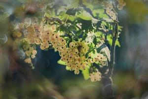 ripe white currant in a summer garden on a bush on a summer day photo