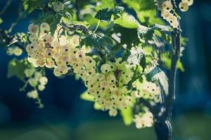 maduro blanco grosella en un verano jardín en un arbusto en un verano día foto