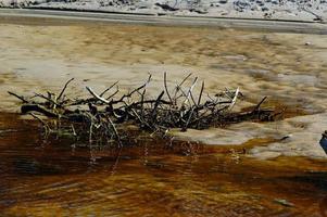 brown withered tree on the sand at the shore photo
