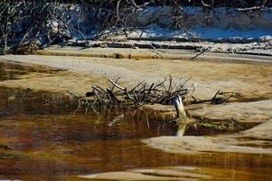 brown withered tree on the sand at the shore photo