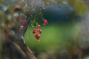 maduro rojo grosella en un verano jardín en un arbusto en un verano día foto