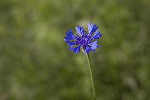 blue cornflower on a green meadow background on a summer day photo